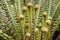 Cluster of fern fronds