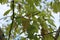 Cluster flowers bloom on oaks in spring