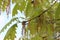 Cluster flowers bloom on oaks in spring