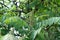 Cluster of flowers of Rhus typhina