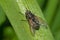 Cluster Fly - Genus Pollenia