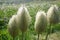 Cluster of four Pasqueflower Seedheads in wildflower meadow in Mount Rainier National Park