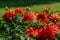 Cluster of fresh red Dahlia flowers in sunlight