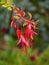 Cluster of Fuchsia Flowers