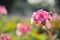 Cluster of Geranium flowers in the morning