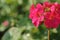 Cluster of Geranium flowers in the morning