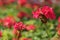 Cluster of Geranium flowers in the morning