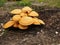 Cluster of Giant Flame Cap Mushrooms