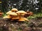 Cluster of Giant Flame Cap Mushrooms