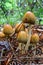 Cluster of Glistening Inkcap mushrooms