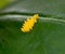 A cluster of golden yellow ladybird eggs on a lush green leaf