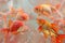 A cluster of goldfish is on a pink background.