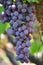 Cluster grapes with berries