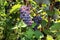 A cluster of grapes in an eco-friendly vineyard