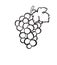 Cluster of grapes hand drawn sketch icon.