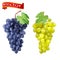 Cluster of grapes red and white 3d vector set for design. Bunch of grapes ripe, juicy, high detail vector