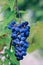 Cluster of Grapes on Vine