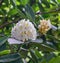 Cluster of Great Rhododendron Flowers