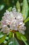 Cluster of Great Rhododendron Wildflowers