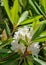 Cluster of Great Rhododendron Wildflowers