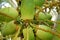 Cluster of green coconuts