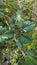 A cluster of green hungry caterpillars eating the leafs of a plant