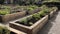 A cluster of grey cemented planting beds bordered with wooden planks. AI generated