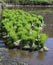 Cluster/Group of rice seedlings