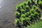 Cluster/Group of rice seedlings