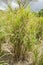 Cluster Of Guinea Grass In A Field