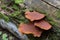 Cluster of Gymnopilus junonius fungi, The mushroom grows on old pine, rotting trees, is not edible