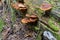 Cluster of Gymnopilus junonius fungi, The mushroom grows on old pine, rotting trees, is not edible