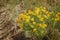 A cluster of Hairy Puccoon, a perennial wildflower, growing in Indiana Dunes State Park