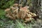 Cluster of Honey Fungus Armillaria Mellea at the base of a trunks in Etna Park