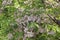 Cluster inflorescences and foliage of chinaberry tree