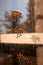 A cluster of insect eggs can be seen on the surface of a residential window in India