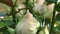 Cluster of Ivory Rose Buds, Green Leaves and Long Stems.