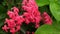 A cluster of Ixora Coccinea also known as Jungle Geranium Flame of the Woods Jungle Flame or Pendkuli