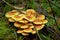 Cluster of jack-o`-lantern mushrooms on the forest floor