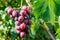 A cluster of juicy pink grapes hangs on a bush with leaves