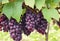 A cluster of juicy red grapes, still attached to the vine, ready for harvest.