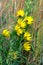 Cluster of Kansas Sunflowers