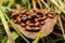 Cluster of lady bugs on a brown leaf