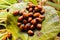 Cluster of ladybugs on a fallen leaf