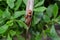 Cluster of Ladybugs sitting on dried leaf on plant in garden