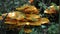 Cluster of Large Jack-O-Lantern Wild Mushroom