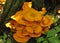 Cluster of Large Jack O`Latern Mushrooms on Decaying Tree