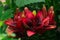 Cluster of large lilies, red petals with black center