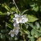 Cluster of Lewis` Mock Orange Flowers