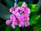 Cluster lunaria flowers in bloom macro